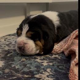 Cynna - Black brown and white female Basset Hound puppy in Idaho Falls, Idaho from Peach Blossom Bassets