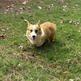 Bougie - Pembroke Welsh Corgi