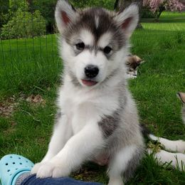 Alaskan Malamute Puppies from Delphi Alaskan Malamutes