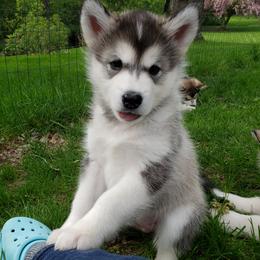 Alaskan Malamute Puppies from Delphi Alaskan Malamutes