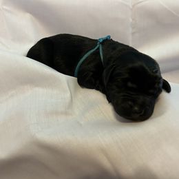 Bernedoodle and Labrador Retriever Puppies from MarmeDuke Doodles