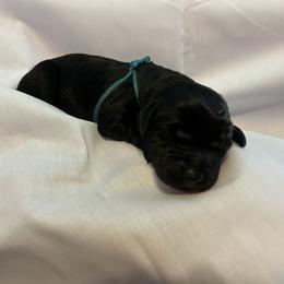 Bernedoodle and Labrador Retriever Puppies from MarmeDuke Doodles
