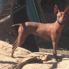 American Hairless Terrier, Peruvian Inca Orchid, and Xoloitzcuintli All Grown Up from Stoney Brooks Reg.