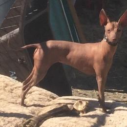 American Hairless Terrier, Peruvian Inca Orchid, and Xoloitzcuintli All Grown Up from Stoney Brooks Reg.