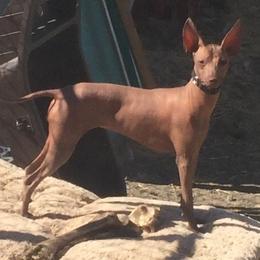 American Hairless Terrier, Peruvian Inca Orchid, and Xoloitzcuintli All Grown Up from Stoney Brooks Reg.
