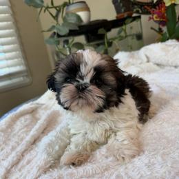 Carrots - Tricolor female Shih Tzu puppy in Fresno, California from Jas’ ClassnSass