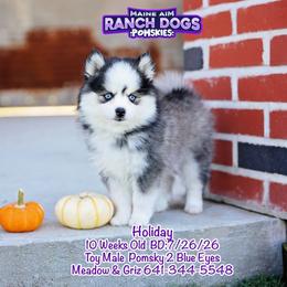 Holiday - Black and white male Pomsky puppy in Humeston, Iowa from M.A.R. Dogs