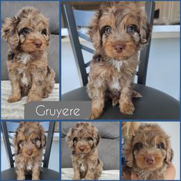 Gruyere - Merle male Cockapoo puppy in Zanesville, Ohio from Southtown Doodles LLC