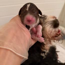 Girl Pink - Brown and white female Bernedoodle puppy in Bend, Oregon from Bella Ridge Farms & Dapper Doodles