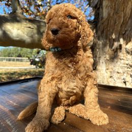 Makai - Apricot male Goldendoodle puppy in Fruitland Park, Florida from Mount Doodles
