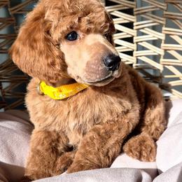 Helios - Red  male Poodle puppy in El Paso, Texas from Paws Of Beauty