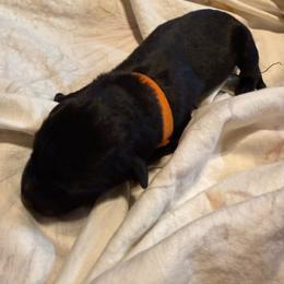 Zydeco - Black brindle male Dutch Shepherd puppy in Saint Amant, Louisiana from Mercy Kennels
