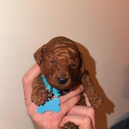 Chase - Goldendoodle