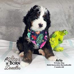 Artemis 'Arti' - Green Collar - Tri-color male Bernedoodle puppy in Jackson, Michigan from A Star is Born Doodles