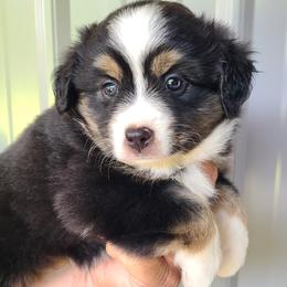 Tulip - Black tri female Miniature Australian Shepherd puppy in Laconia, Indiana from Beasley Acres Aussies