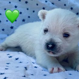 Male 3 (Green) - White male West Highland White Terrier puppy in Jefferson, North Carolina from McGuire’s High Country Terriers