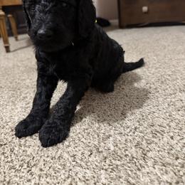 Master Franklin - Black male Goldendoodle puppy in Huntingdon, Tennessee from McCaslin's Doddles