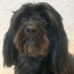 Eclipse - Havanese