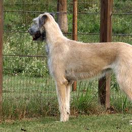 Irish Wolfhound Puppies from Mt Carmel Irish Wolfhounds