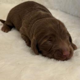 Latte - Chocolate female Dachshund puppy in Duncanville, Alabama from Bear Creek Dachshunds