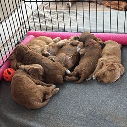 Cavapoo Puppies from Lone Pine Acres Cavapoo’s