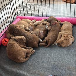 Cavapoo Puppies from Lone Pine Acres Cavapoo’s