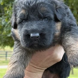 Female - Black and red female German Shepherd puppy in Winchester, Kentucky from Drache Feld