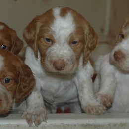 Brittany Puppies from Alar Brittanys