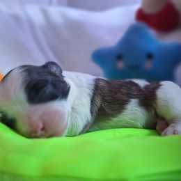 Styx - Brindle and white male Mal-Shi puppy in Apollo Beach, Florida from Gemstone Exclusive Pups of Florida
