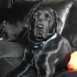 Keko - Labrador Retriever