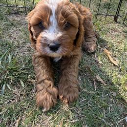 Cavalier King Charles Spaniel and Cavapoo Puppies from Cumberland Cavaliers