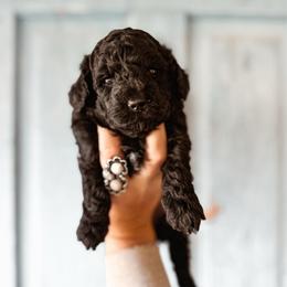 Noel - Black and white female Bernedoodle puppy in Shingle Springs, California from Kindred Oak Goldendoodles