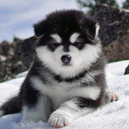 Alaskan Malamute Puppies from Snowlion Alaskan Malamutes