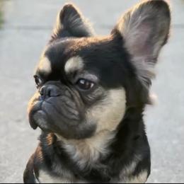 Dior - French Bulldog