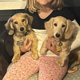 Dachshund Puppies from Honey Creek Dachshunds