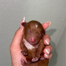 Male 2 - Red  male Poodle puppy in Modesto, California from Oso’s Red Toy, Mini, & Standard Poodles