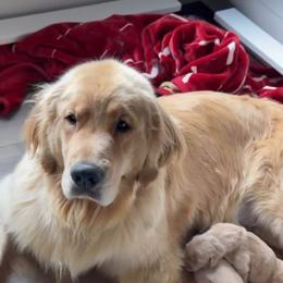 Libby - Golden Retriever