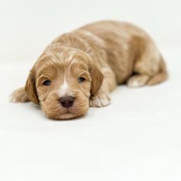Jumba - Apricot male Goldendoodle puppy in Davison, Michigan from Dreaming Doodles