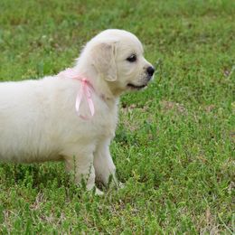 Golden Retrievers and Labrador Retrievers from Stephanie Dellrie
