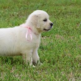 Golden Retrievers and Labrador Retrievers from Stephanie Dellrie