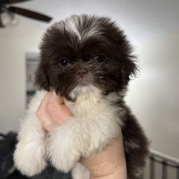 Shih Tzu Puppies from Lopez Family Tails