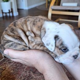 Bulldog Puppies from Gina Francis