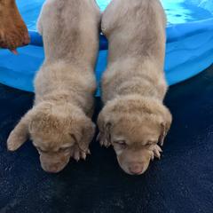 Chesapeake Bay Retriever Puppies from Bay Haven Chesapeakes