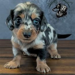 Boo - Dapple female Dachshund puppy in Fultonville, New York from Sandy Aussies, Mini Dachshunds & Pomeranians