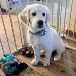 Golden Retriever Puppies from Dandelion Meadows Farm