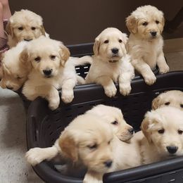 Golden Retriever Puppies from Haven Acre Goldens