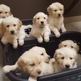 Golden Retriever Puppies from Haven Acre Goldens