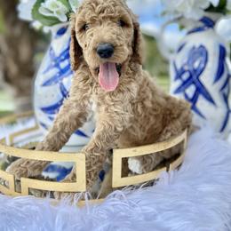 Aussiedoodle and Goldendoodle Puppies from Cuddly Doodles