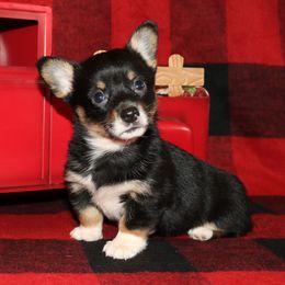 RF3 - Black and tan female Pembroke Welsh Corgi puppy in Texas from Wild West Corgis of Texas