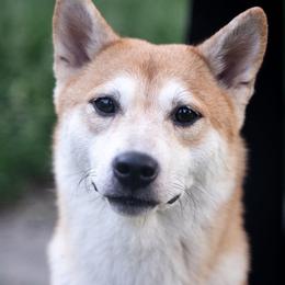 Shiba Inu from Fairyland Shibas